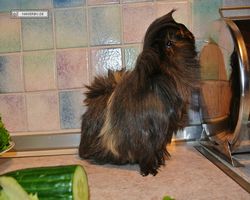 Meerschweinchen - nagerbu.de - Krümel