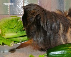 Meerschweinchen - nagerbu.de - Krümel