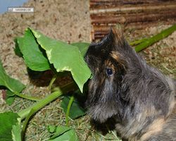 Meerschweinchen - nagerbu.de - Krümel