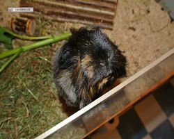 Meerschweinchen - nagerbu.de - Krümel