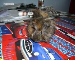 Meerschweinchen - nagerbu.de - Krümel