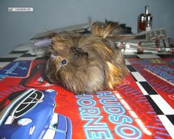 Meerschweinchen - nagerbu.de - Krümel