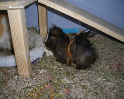 Meerschweinchen - nagerbu.de - Krümel