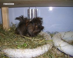Meerschweinchen - nagerbu.de - Krümel