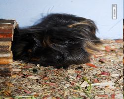 Meerschweinchen - nagerbu.de - Krümel