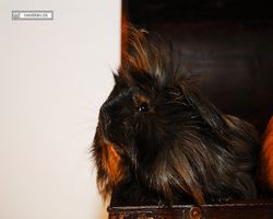 Meerschweinchen - nagerbu.de - Krümel