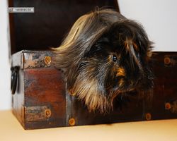 Meerschweinchen - nagerbu.de - Krümel