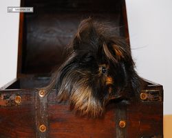 Meerschweinchen - nagerbu.de - Krümel