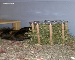 Meerschweinchen - nagerbu.de - Krümel