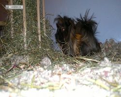 Meerschweinchen - nagerbu.de - Krümel