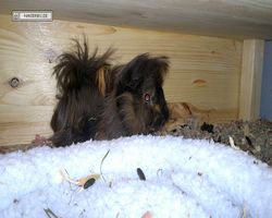 Meerschweinchen - nagerbu.de - Krümel