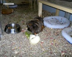 Meerschweinchen - nagerbu.de - Krümel