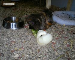 Meerschweinchen - nagerbu.de - Krümel