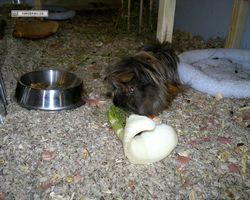 Meerschweinchen - nagerbu.de - Krümel