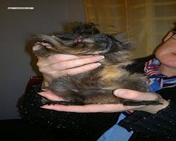 Meerschweinchen - nagerbu.de - Krümel