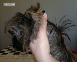 Meerschweinchen - nagerbu.de - Krümel