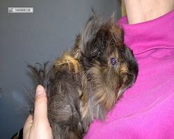 Meerschweinchen - nagerbu.de - Krümel