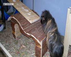 Meerschweinchen - nagerbu.de - Krümel