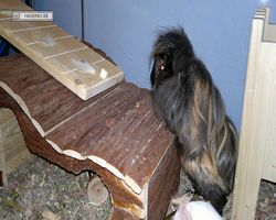 Meerschweinchen - nagerbu.de - Krümel