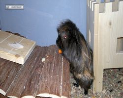 Meerschweinchen - nagerbu.de - Krümel