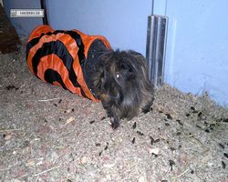 Meerschweinchen - nagerbu.de - Krümel