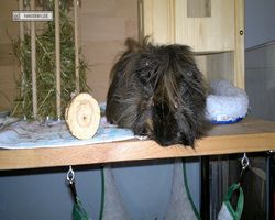 Meerschweinchen - nagerbu.de - Krümel