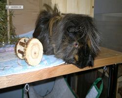 Meerschweinchen - nagerbu.de - Krümel