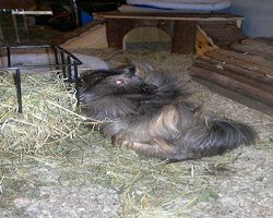 Meerschweinchen - nagerbu.de - Krümel