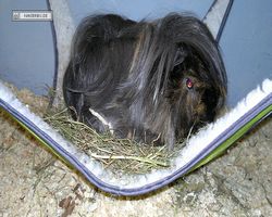 Meerschweinchen - nagerbu.de - Krümel