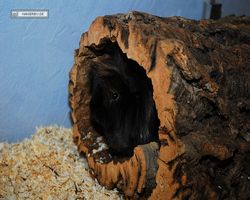 Meerschweinchen - nagerbu.de - Krümel