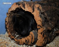 Meerschweinchen - nagerbu.de - Krümel