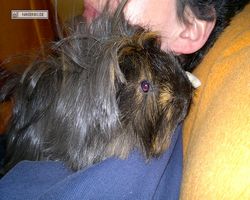 Meerschweinchen - nagerbu.de - Krümel