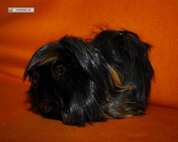 Meerschweinchen - nagerbu.de - Krümel