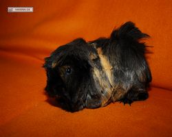 Meerschweinchen - nagerbu.de - Krümel