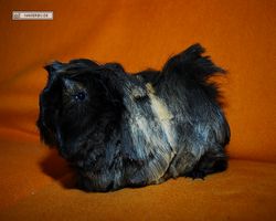 Meerschweinchen - nagerbu.de - Krümel