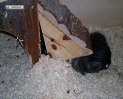 Meerschweinchen - nagerbu.de - Krümel