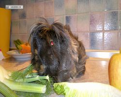Meerschweinchen - nagerbu.de - Krümel