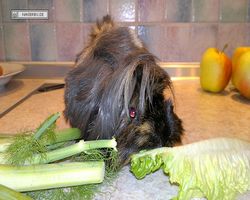 Meerschweinchen - nagerbu.de - Krümel