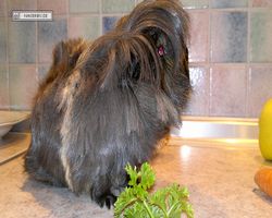 Meerschweinchen - nagerbu.de - Krümel