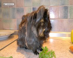 Meerschweinchen - nagerbu.de - Krümel