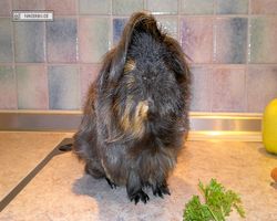 Meerschweinchen - nagerbu.de - Krümel