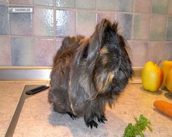 Meerschweinchen - nagerbu.de - Krümel
