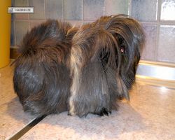 Meerschweinchen - nagerbu.de - Krümel