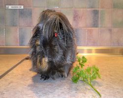 Meerschweinchen - nagerbu.de - Krümel