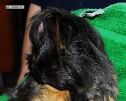 Meerschweinchen - nagerbu.de - Krümel