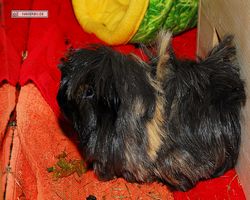 Meerschweinchen - nagerbu.de - Krümel