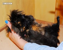 Meerschweinchen - nagerbu.de - Krümel