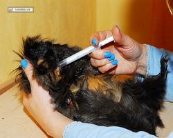 Meerschweinchen - nagerbu.de - Krümel