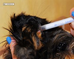 Meerschweinchen - nagerbu.de - Krümel