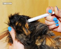 Meerschweinchen - nagerbu.de - Krümel